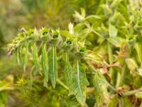 Früchte des Schwarzen Bilsenkrautes